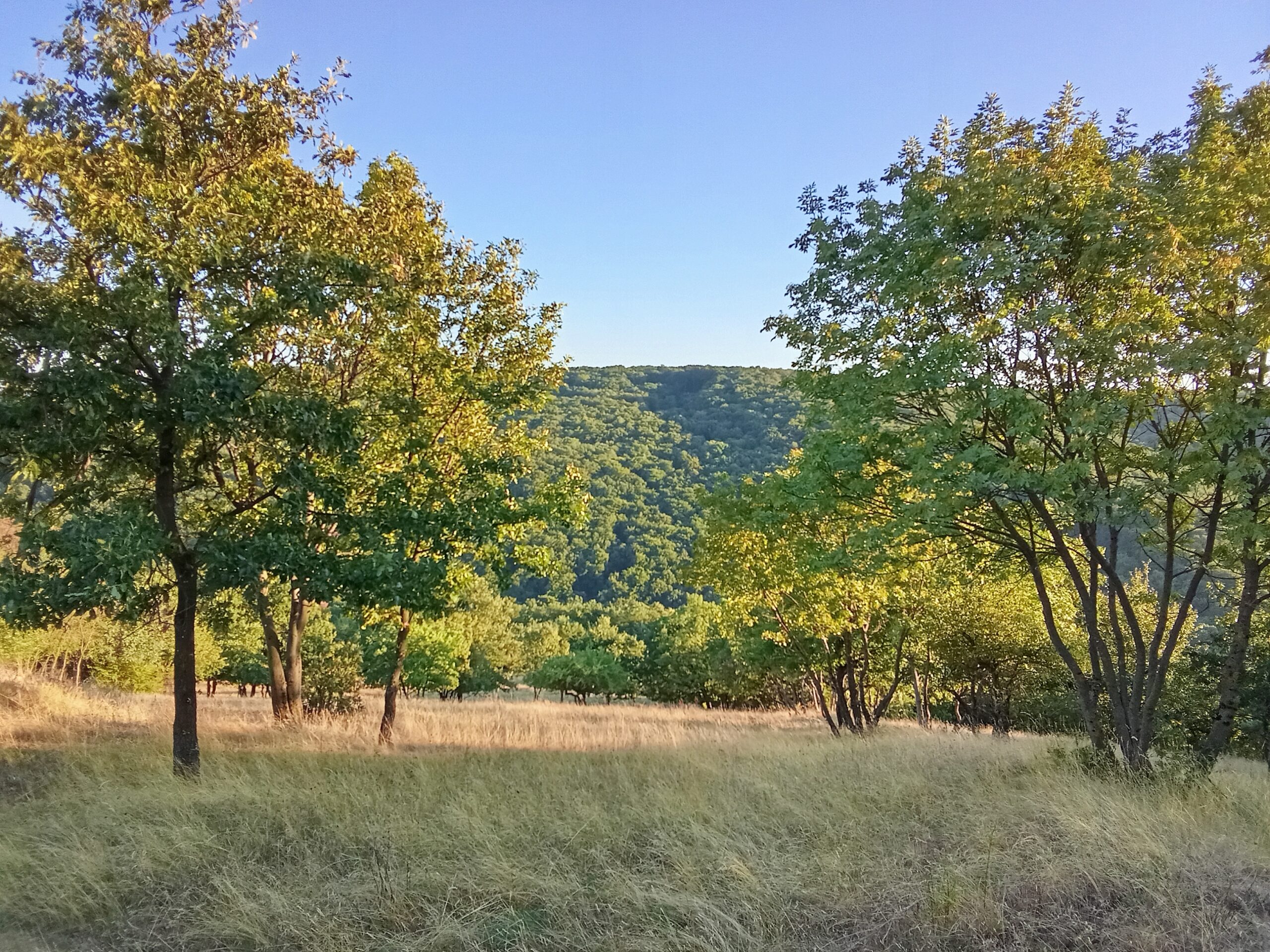 Tücsök u. kilátás erdőre