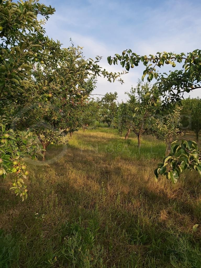 Kistokajban építési telkek egyben ELADÓK!-1208179